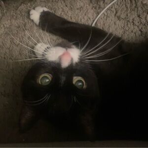 2/4/26 Live Show Item